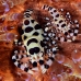 shrimp_coleman_bhr_tam_v_0381_bal6243.jpg